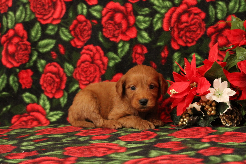 puppy, for, sale, Mini Goldendoodle F1, Matthew B. Stoltzfus, dog, breeder, Gap, PA, dog-breeder, puppy-for-sale, forsale, nearby, find, puppyfind, locator, puppylocator, aca